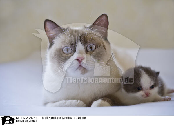 Britisch Kurzhaar / British Shorthair / HBO-06741