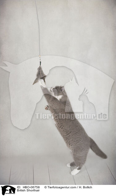 Britisch Kurzhaar / British Shorthair / HBO-06758