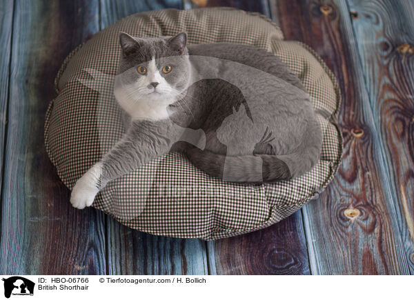 Britisch Kurzhaar / British Shorthair / HBO-06766