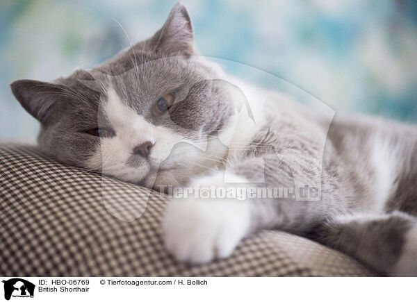 Britisch Kurzhaar / British Shorthair / HBO-06769