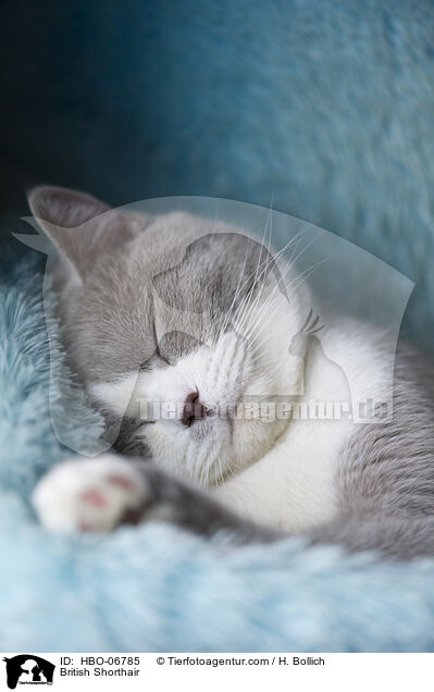 Britisch Kurzhaar / British Shorthair / HBO-06785