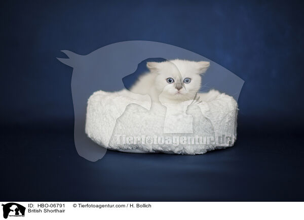 Britisch Kurzhaar / British Shorthair / HBO-06791