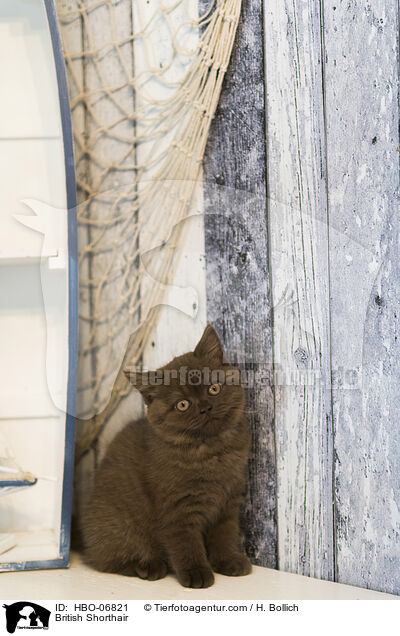Britisch Kurzhaar / British Shorthair / HBO-06821