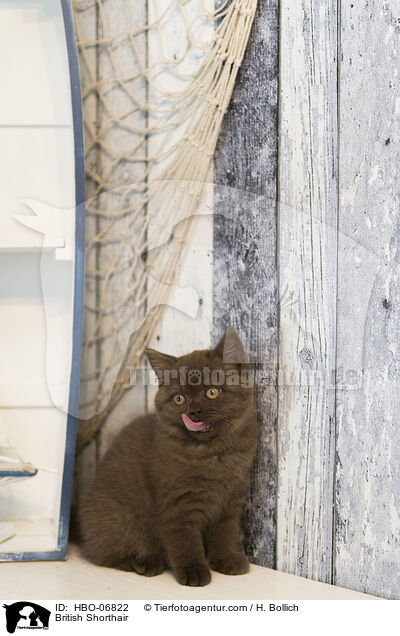 Britisch Kurzhaar / British Shorthair / HBO-06822