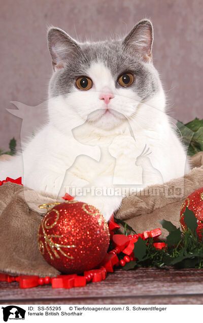 Britisch Kurzhaar Ktzin / female British Shorthair / SS-55295