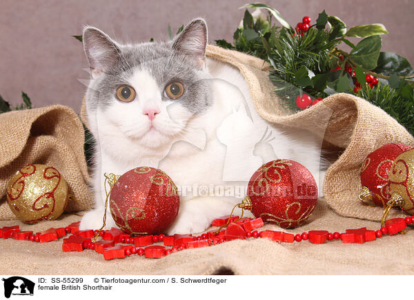 Britisch Kurzhaar Ktzin / female British Shorthair / SS-55299