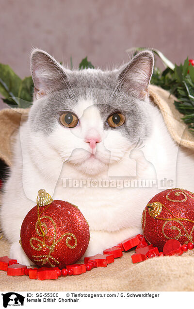 Britisch Kurzhaar Ktzin / female British Shorthair / SS-55300