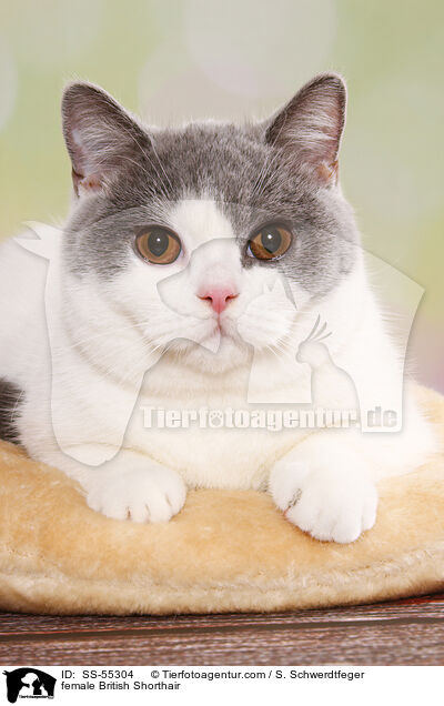 Britisch Kurzhaar Ktzin / female British Shorthair / SS-55304
