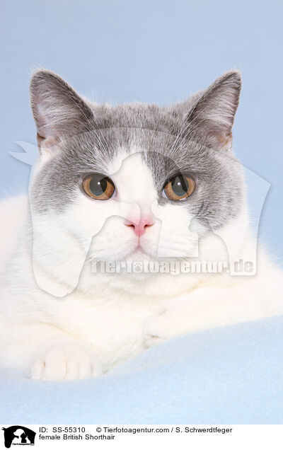 Britisch Kurzhaar Ktzin / female British Shorthair / SS-55310