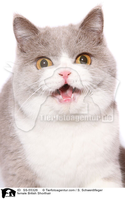 Britisch Kurzhaar Ktzin / female British Shorthair / SS-55326