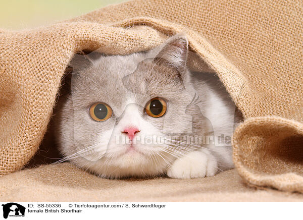 Britisch Kurzhaar Ktzin / female British Shorthair / SS-55336