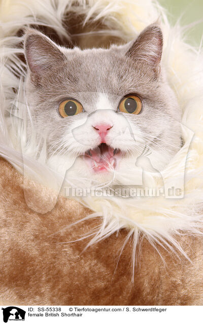 Britisch Kurzhaar Ktzin / female British Shorthair / SS-55338