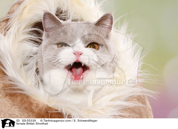 Britisch Kurzhaar Ktzin / female British Shorthair / SS-55339