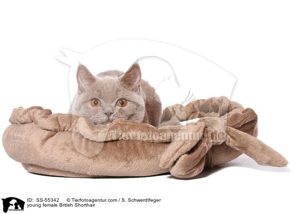 junge Britisch Kurzhaar Ktzin / young female British Shorthair / SS-55342
