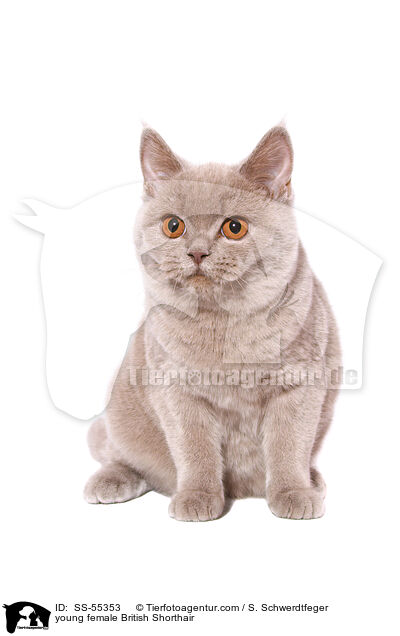 junge Britisch Kurzhaar Ktzin / young female British Shorthair / SS-55353