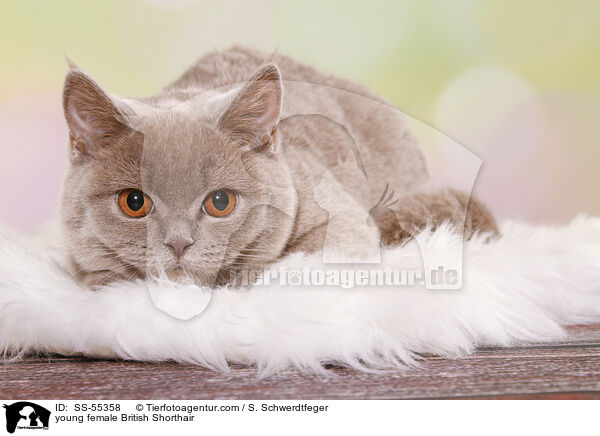junge Britisch Kurzhaar Ktzin / young female British Shorthair / SS-55358