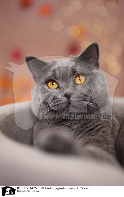 Britisch Kurzhaar / British Shorthair / JP-01475