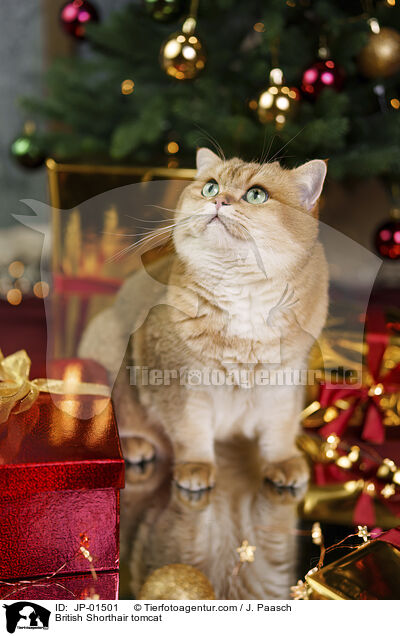 Britisch Kurzhaar Kater / British Shorthair tomcat / JP-01501