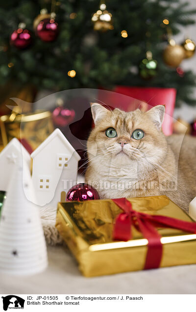 Britisch Kurzhaar Kater / British Shorthair tomcat / JP-01505