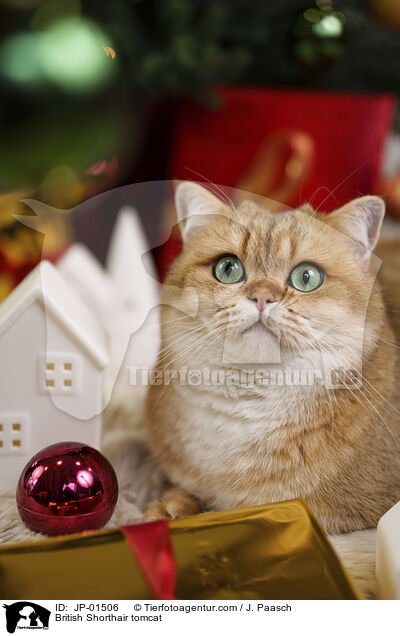 Britisch Kurzhaar Kater / British Shorthair tomcat / JP-01506