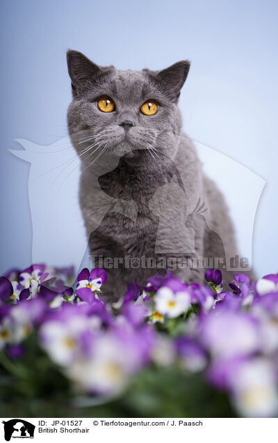 Britisch Kurzhaar / British Shorthair / JP-01527