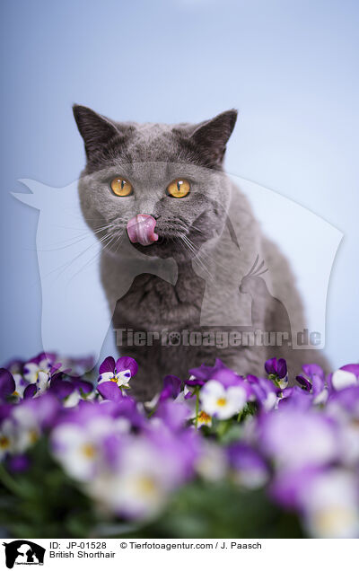 Britisch Kurzhaar / British Shorthair / JP-01528