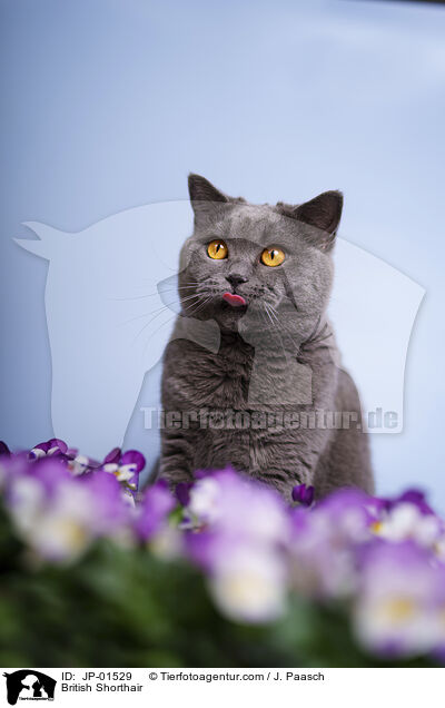 Britisch Kurzhaar / British Shorthair / JP-01529