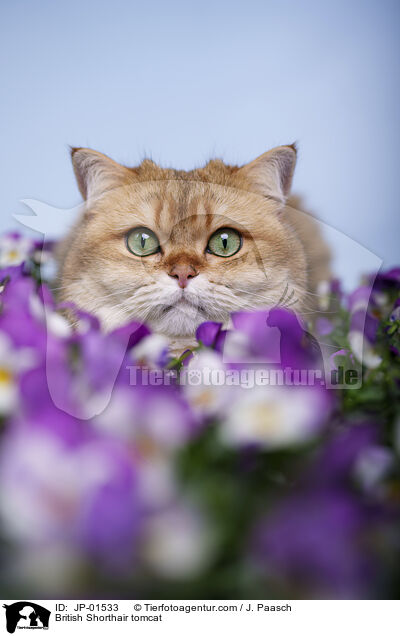 Britisch Kurzhaar Kater / British Shorthair tomcat / JP-01533
