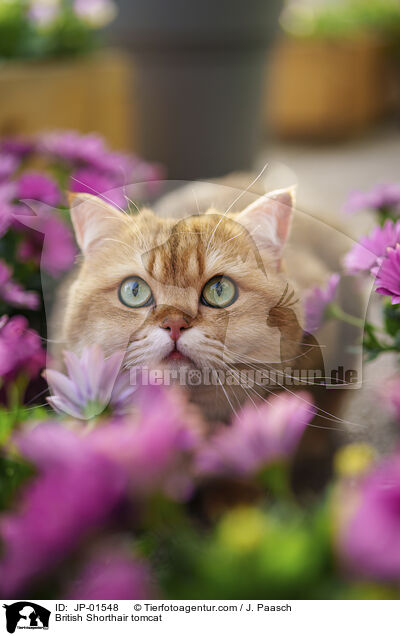 Britisch Kurzhaar Kater / British Shorthair tomcat / JP-01548