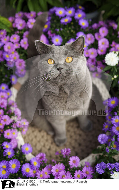 Britisch Kurzhaar / British Shorthair / JP-01556