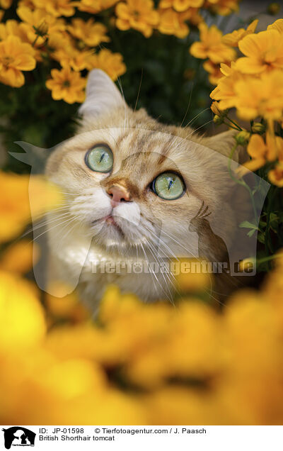 Britisch Kurzhaar Kater / British Shorthair tomcat / JP-01598