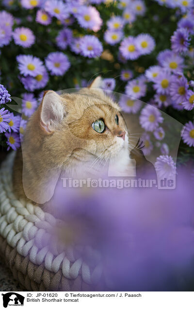 Britisch Kurzhaar Kater / British Shorthair tomcat / JP-01620