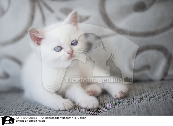 Britisch Kurzhaar Ktzchen / British Shorthair kitten / HBO-06978