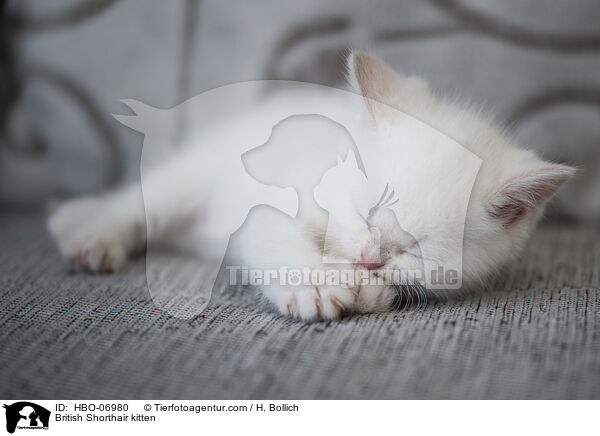 Britisch Kurzhaar Ktzchen / British Shorthair kitten / HBO-06980