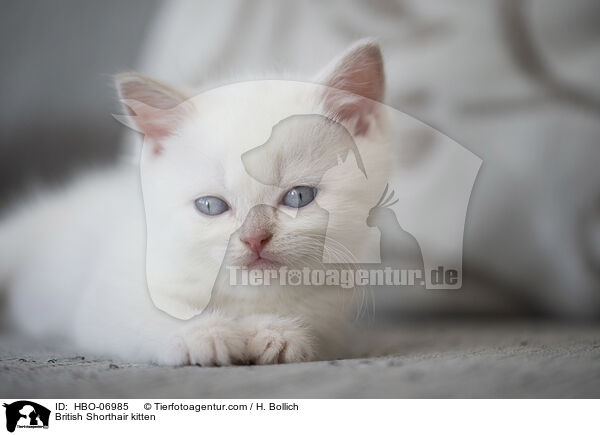 Britisch Kurzhaar Ktzchen / British Shorthair kitten / HBO-06985