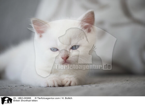 Britisch Kurzhaar Ktzchen / British Shorthair kitten / HBO-06986