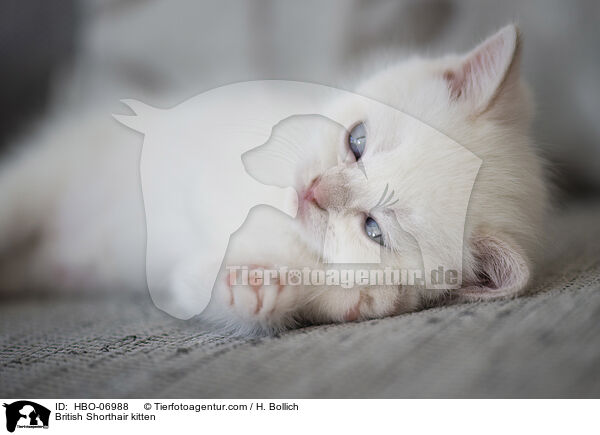 Britisch Kurzhaar Ktzchen / British Shorthair kitten / HBO-06988