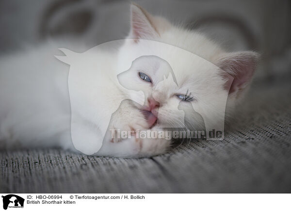 Britisch Kurzhaar Ktzchen / British Shorthair kitten / HBO-06994