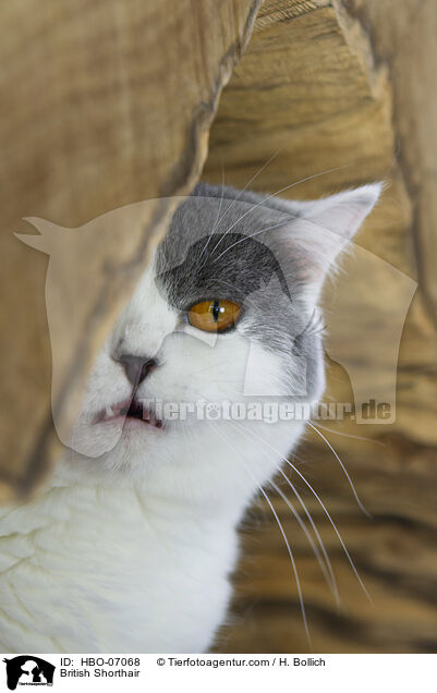 Britisch Kurzhaar / British Shorthair / HBO-07068