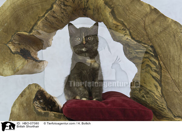 Britisch Kurzhaar / British Shorthair / HBO-07080