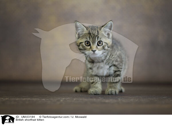 Britisch Kurzhaar Ktzchen / British shorthair kitten / UM-03184