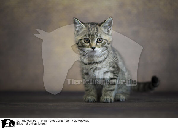 Britisch Kurzhaar Ktzchen / British shorthair kitten / UM-03186