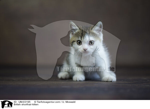 Britisch Kurzhaar Ktzchen / British shorthair kitten / UM-03195