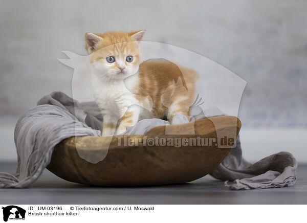 British shorthair kitten / UM-03196