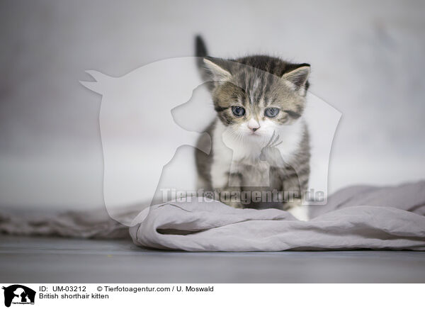Britisch Kurzhaar Ktzchen / British shorthair kitten / UM-03212