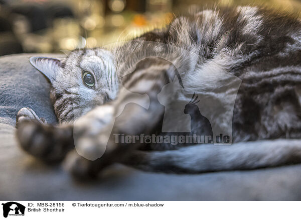 Britisch Kurzhaar / British Shorthair / MBS-28156