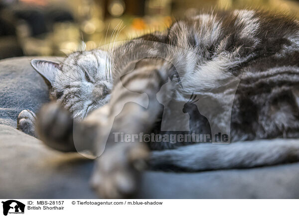 Britisch Kurzhaar / British Shorthair / MBS-28157