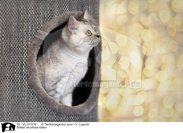 Britisch Kurzhaar Ktzchen / British shorthair kitten / VL-01576