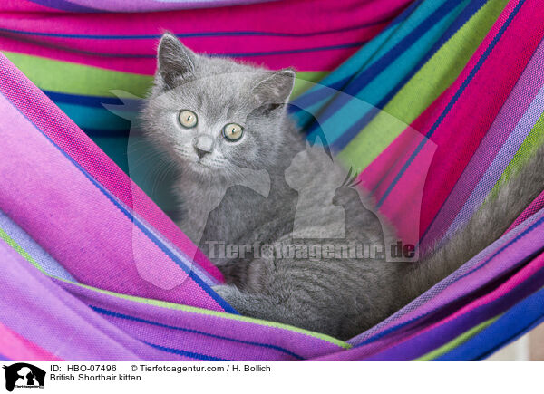 British Shorthair kitten / HBO-07496