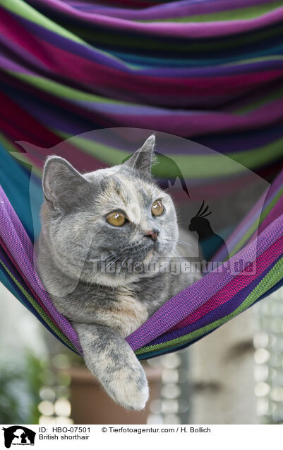 Britisch Kurzhaar / British shorthair / HBO-07501